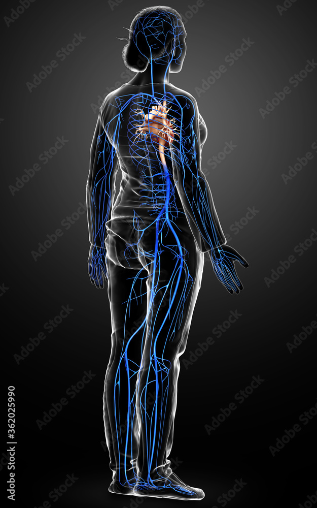 3d rendered medically accurate illustration of a female Veins anatomy