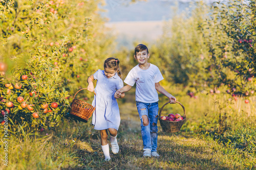 Two cute siblings carring baskets full of ripe apples, holding hands and talking on their way home.