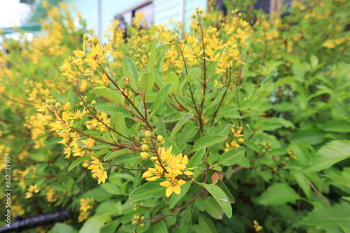 yellow flowers in the garden