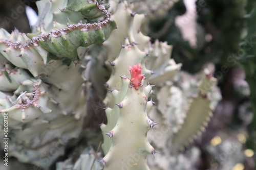 cactus in the desert