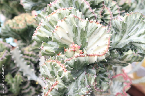 cactus in the garden