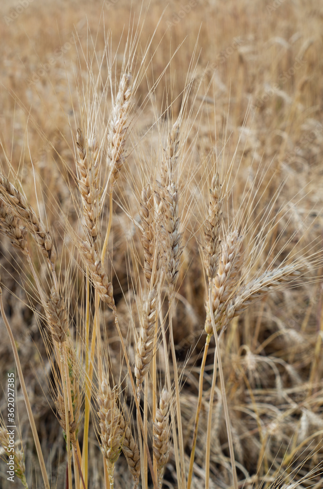 Fototapeta premium field of wheat