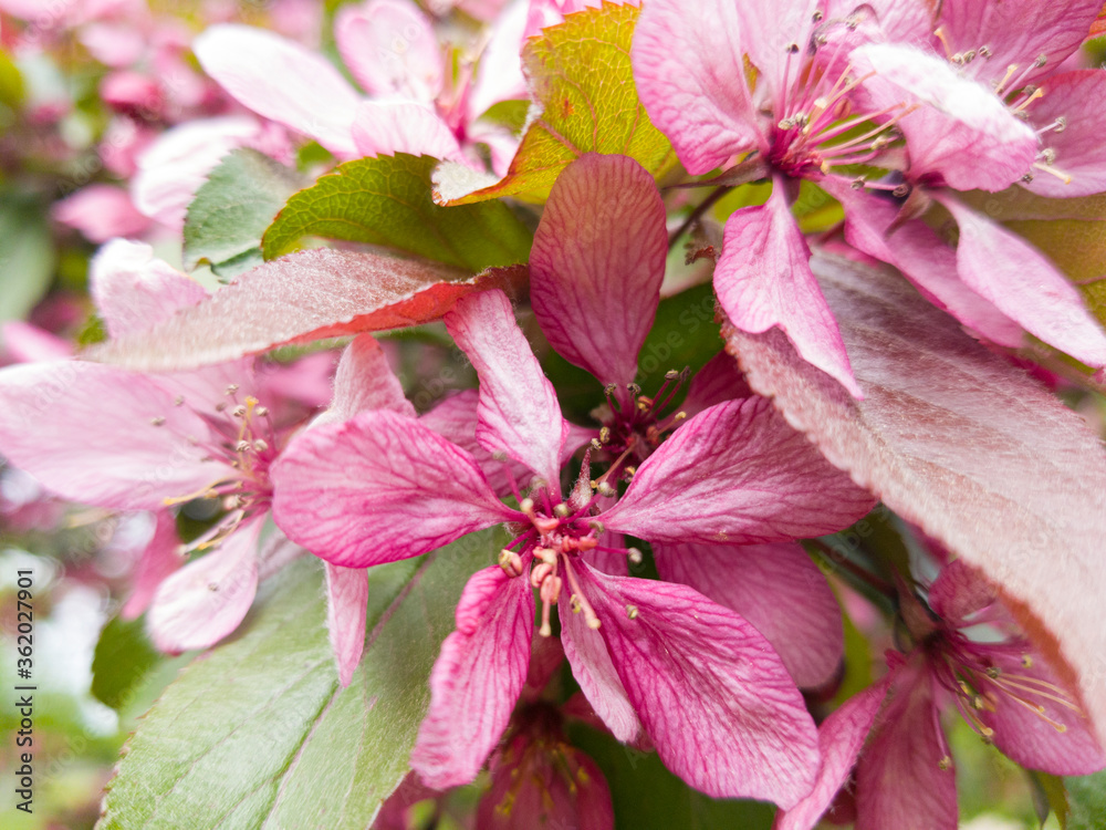 Bright flowers. Pink purple petals of a flowering tree. Spring. A close-up shot. Selective focus