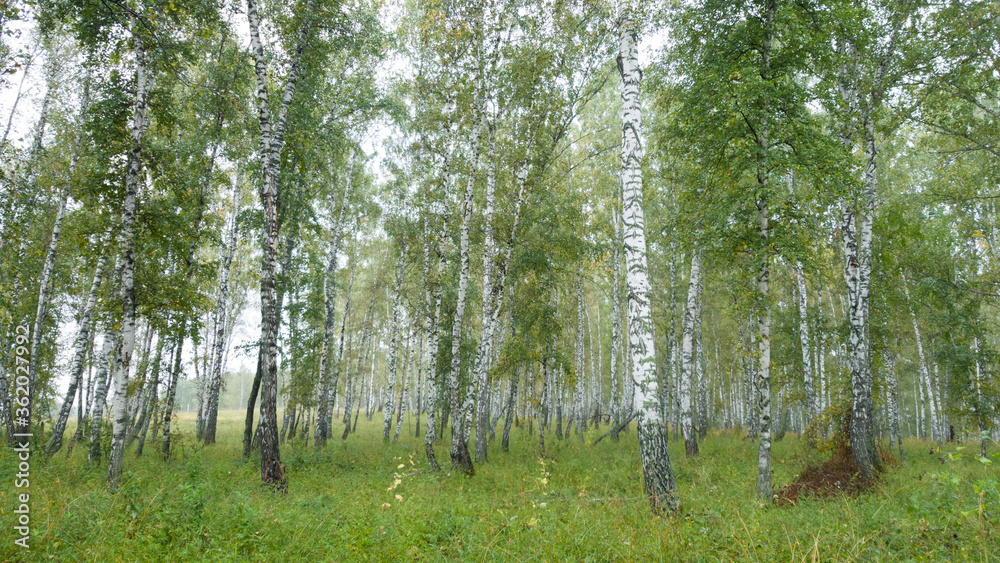 Selective focus. Slender birches. Summer Siberian landscape. Travel to Russia