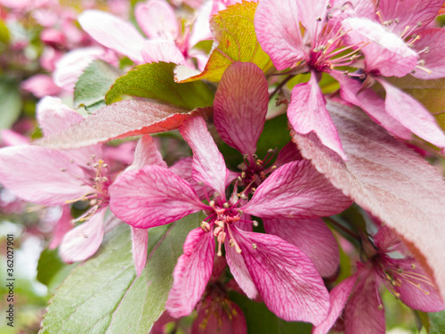 Bright flowers. Pink purple petals of a flowering tree. Spring. A close-up shot. Selective focus