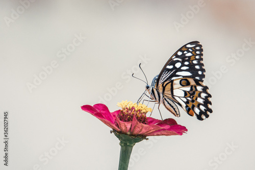  butterfly sucking nectar photo