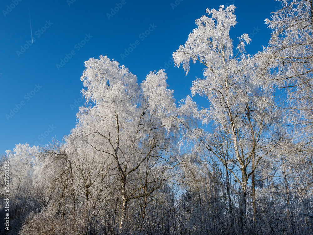 Rahreif im Dezember in Öberösterreich Rahreif im Dezember in Öberösterreich