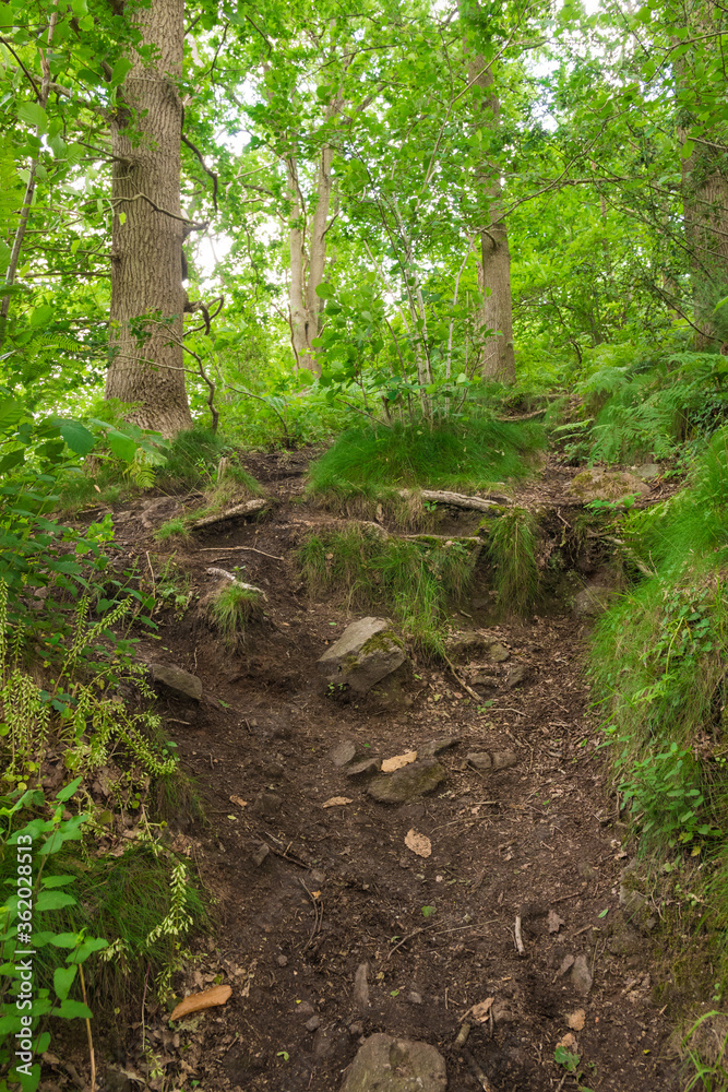 Beautiful preserved wild forest. Green foliage. Luxurious peaceful nature. Gorgeous landscape. Untouched and dangerous dirth path Beautiful preserved wild forest. Green foliage. Luxurious peaceful nature. Gorgeous landscape. Untouched and dangerous dirth path