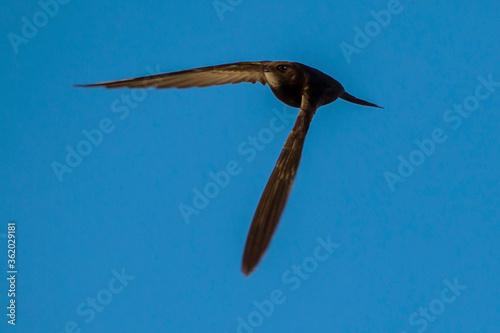 Black swift flying on the blue sky. Common Swift (Apus apus). photo