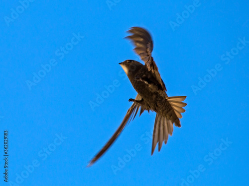 Black swift flying on the blue sky. Common Swift (Apus apus). photo