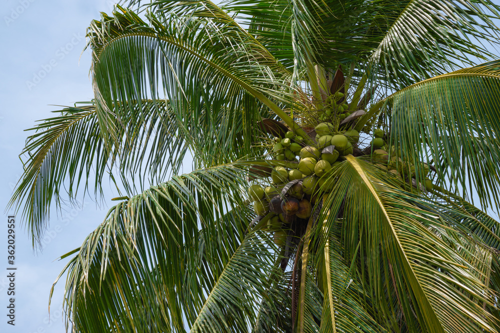 Coconut tree with a lot of coconut