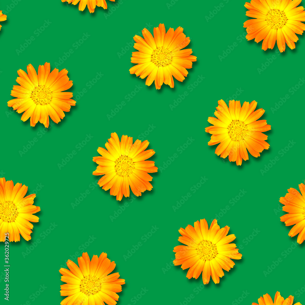 Seamless pattern of calendula flowers on a bright green background. Natural floral background. Seamless pattern of calendula flowers on a bright green background. Natural floral background.