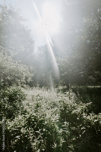 sun rays in the morning