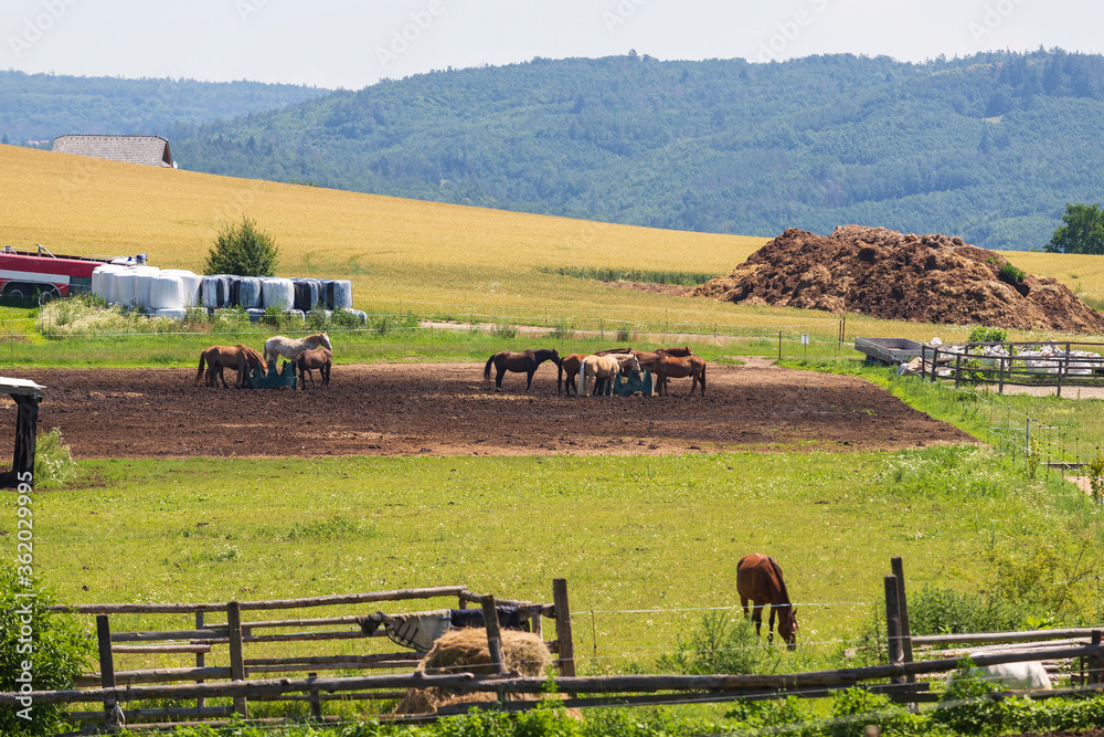 Obraz premium Horses grazing on a ranch are in a corral.