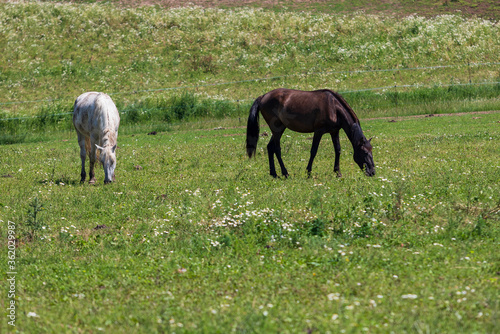 A white and brown horse graze in a meadow in a corral on a ranch.