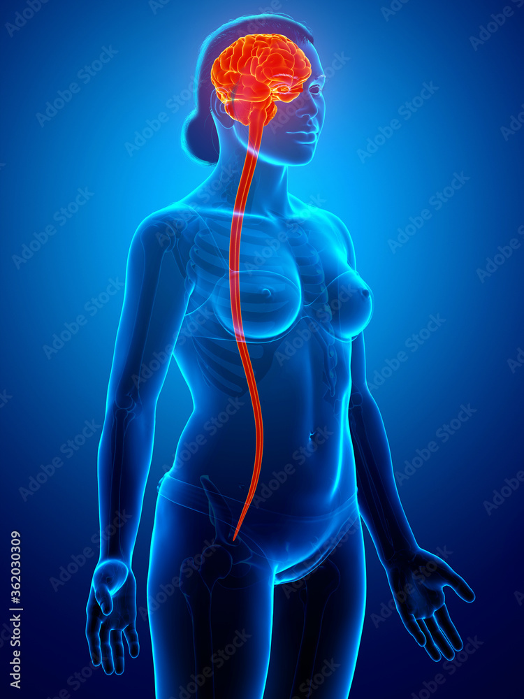 3d rendered medically accurate illustration of the brain