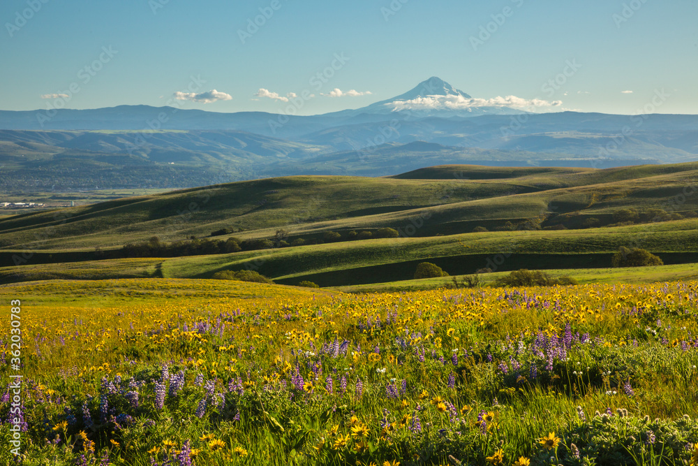 Wildflowers in the rolling hills above the Columbia River in Columbia Hills State Park, Washington, Mt Hood in the background.