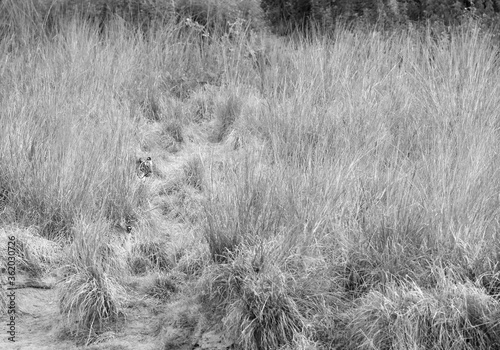Tiger in the tall grasses photo