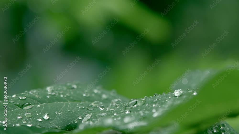 Dew drops on beautiful green leaves in the nature Dew drops on beautiful green leaves in the nature