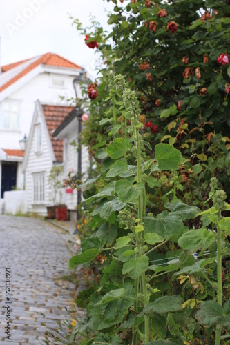 old town of stavanger