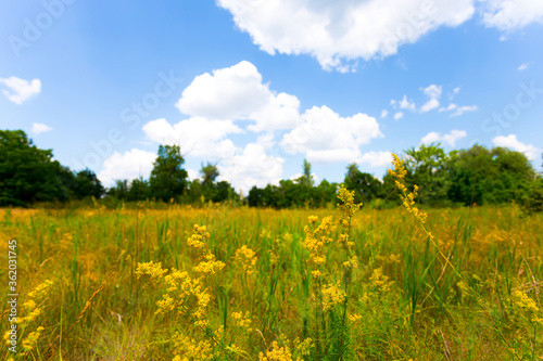 green summer prairie with flowers under a cloudy sky