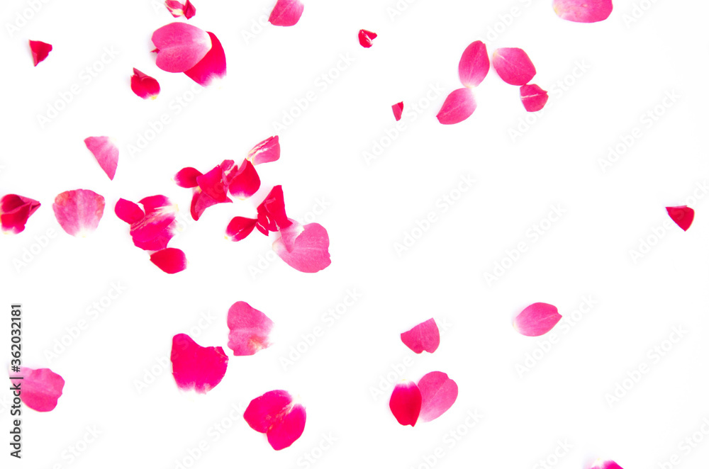 Scattered rose petals on a white background
