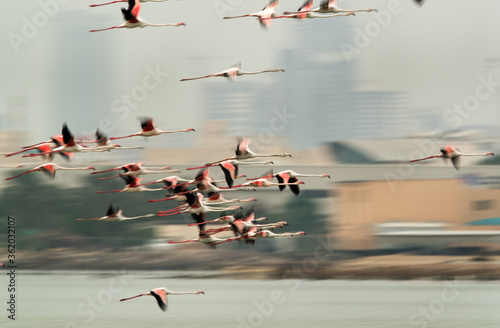 Canvas Print Greater Flamingos flying, photograph taken with panning technique, Bahrain
