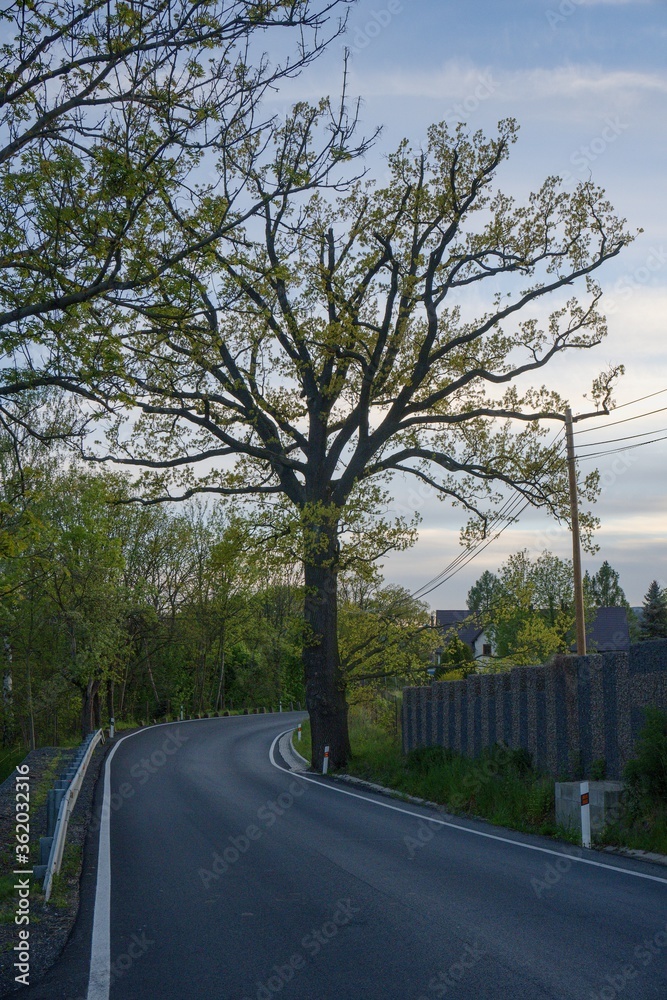 Oak by the road