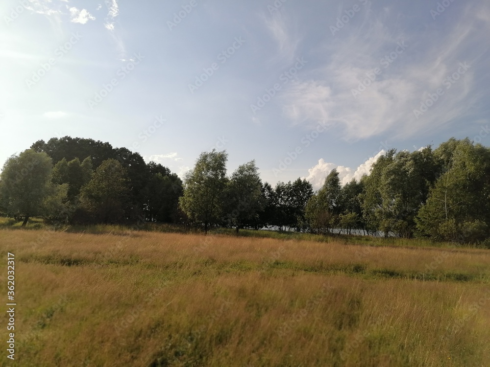 landscape with trees and clouds