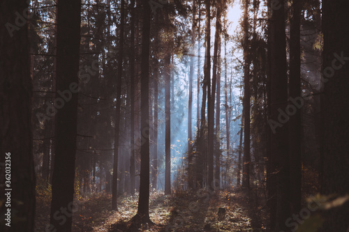 Landscape of deciduous forest on a foggy autumn morning. © Hanna