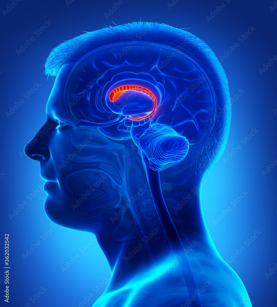 3d rendered medically accurate illustration of a male brains anatomy-the caudate nucleus 3d rendered medically accurate illustration of a male brains anatomy-the caudate nucleus