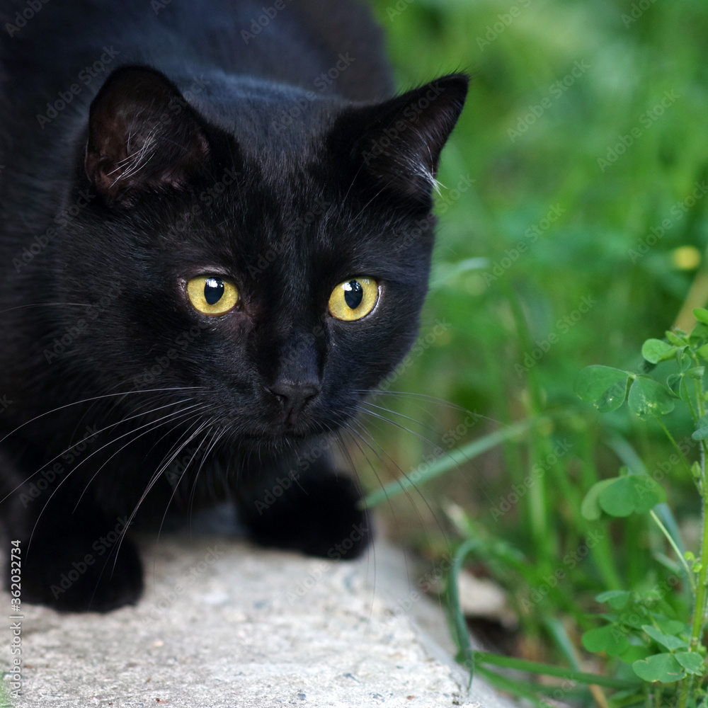 A black cat with yellow eyes sits in the grass.