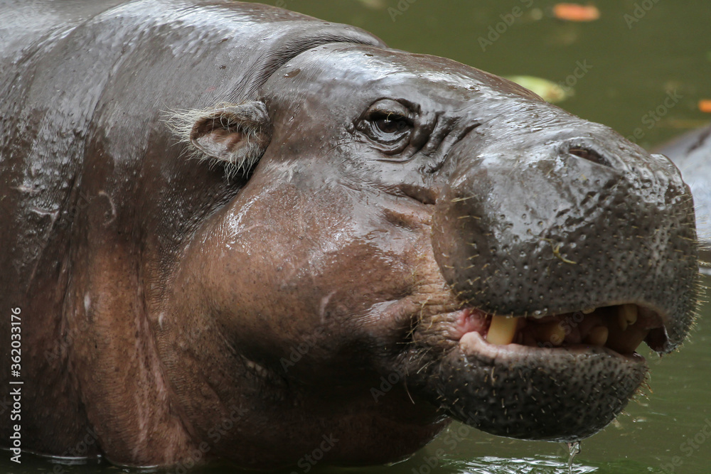 Dwarf hippopotamus smile on face in water at thailand
