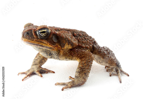 Cane Toad (Rhinella marina) looking at the camera with a white background.