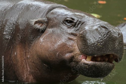 Dwarf hippopotamus smile on face in water at thailand