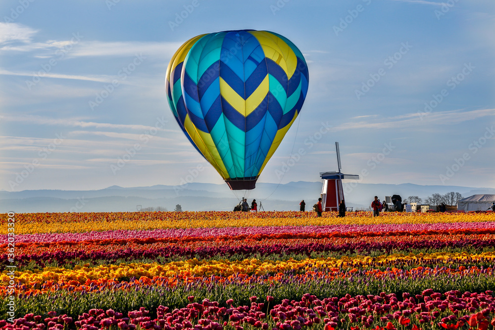 Fototapeta premium A hot air balloon above Tulip fields near Woodburn, Oregon