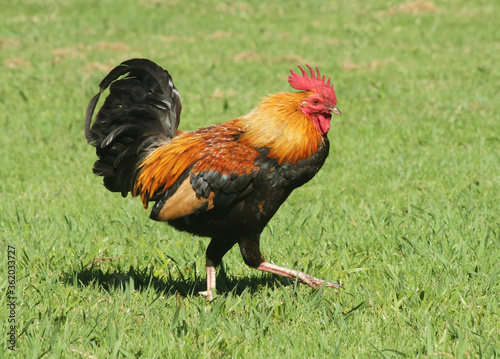 A red junglefowl rooster on the Hawaiian island of Kauai.  © Michael