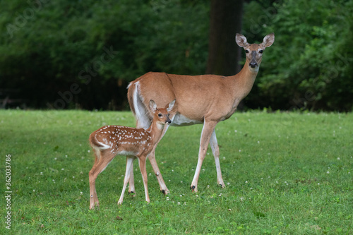 White-tailed doe and fawn