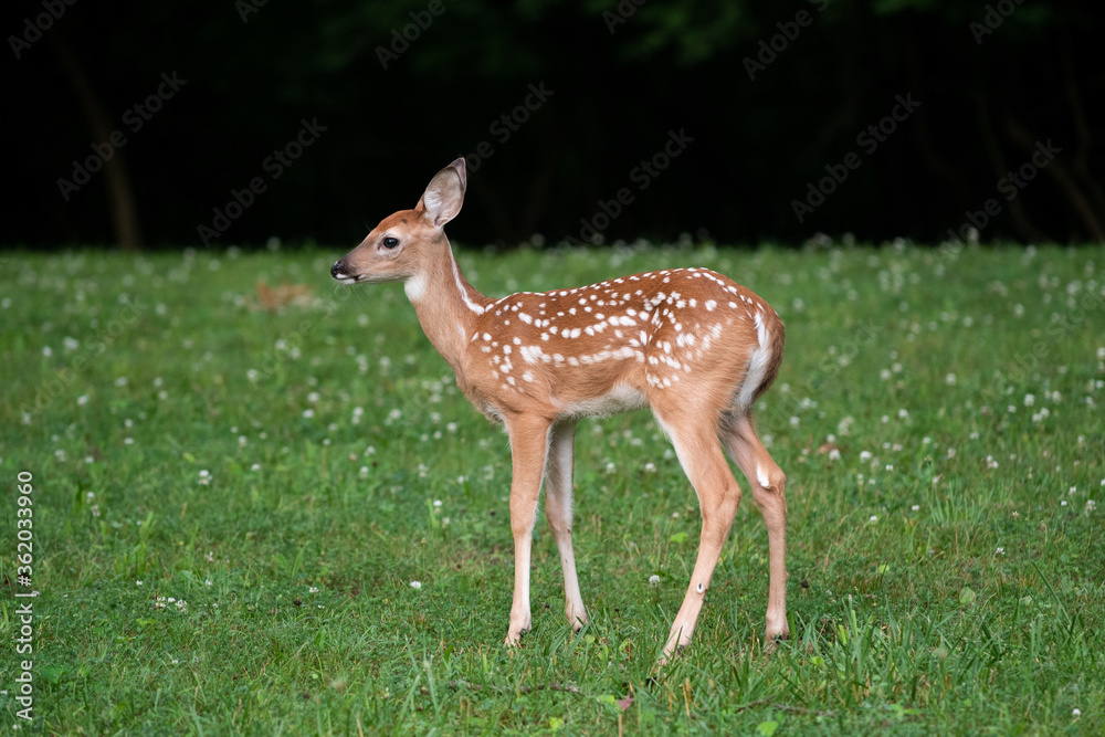 White-tailed deer fawn in an open meadow White-tailed deer fawn in an open meadow