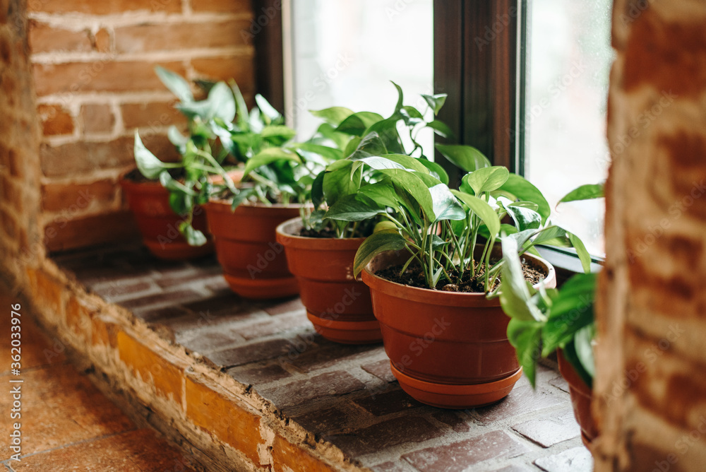 Side view of few brown low flower pots with green plants on the brick windowsill, idea for home decoration Side view of few brown low flower pots with green plants on the brick windowsill, idea for home decoration