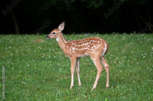 White-tailed deer fawn in an open meadow © Tony Campbell