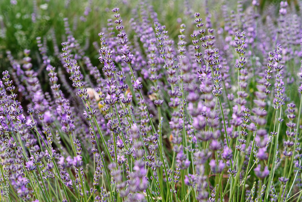 Lavender spikes. Field of Lavender, Lavandula angustifolia, Lavandula officinalis Lavender spikes. Field of Lavender, Lavandula angustifolia, Lavandula officinalis