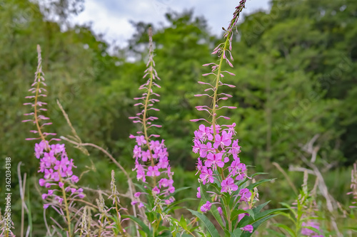 Wild perenial rosebay willowherb  chamaenerion angustifolium  growing in Hickling Nature Reserve in the Norfolk Broads National Park