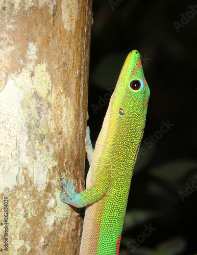 Gold Dust Day Gecko (Phelsuma laticauda) climbing up the trunk of a tree in Kauai, Hawaii. 