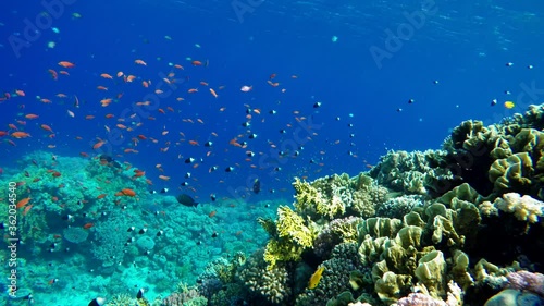 Wallpaper Mural Coral reef. The marine life of tropical fish. Video under water. Torontodigital.ca