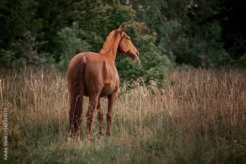 Beautiful red horse walks in the meadow on the loose
