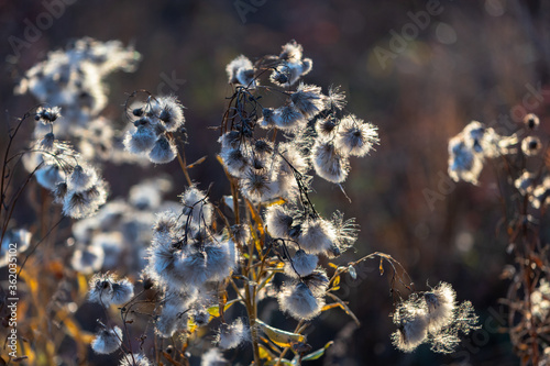 Fluffy white flowers. Wildflowers in the form of shaggy balls in backlight. Background for wallpaper.