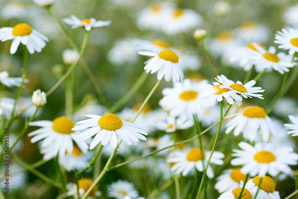 Fototapeta premium Close-up photo of a wild chamomile flower in a meadow on a sunny day. White petals and blurred background.
