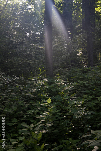 sun rays in the forest