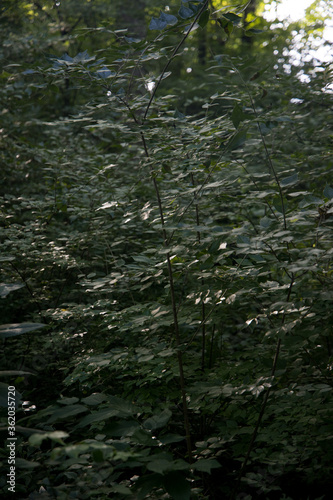 plants in the forest